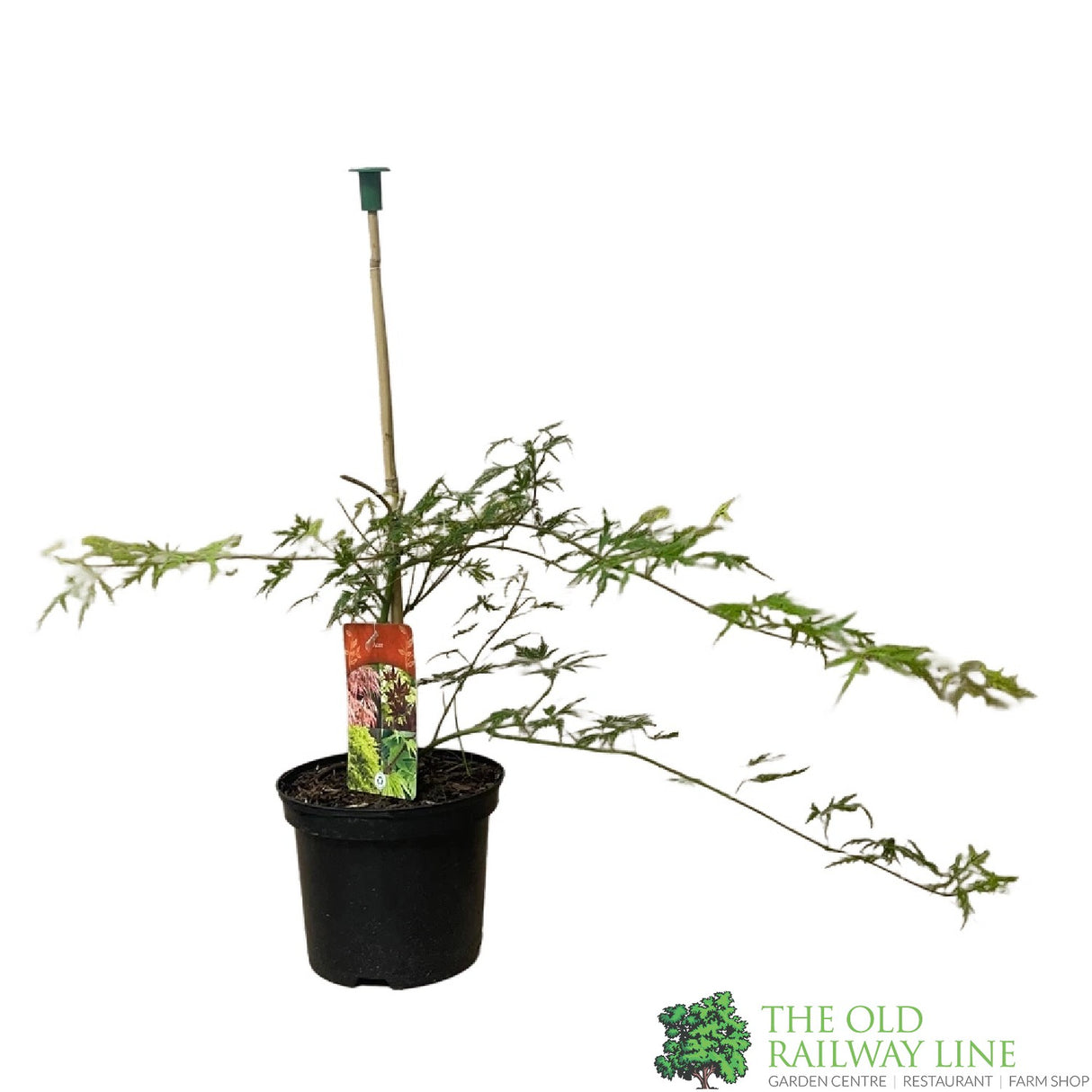 Acer palmatum 'Emerald Lace' Japanese Maple Tree - 3Ltr Pot