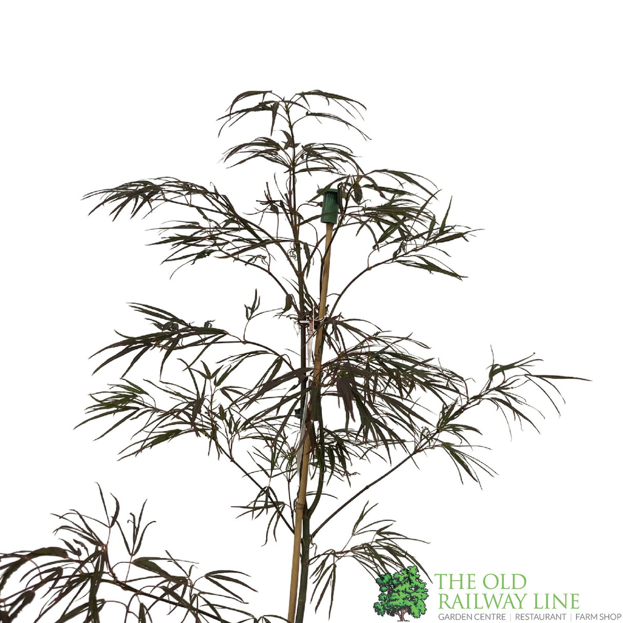 Acer palmatum 'Enkan' Japanese Maple Tree - 3Ltr PotPot