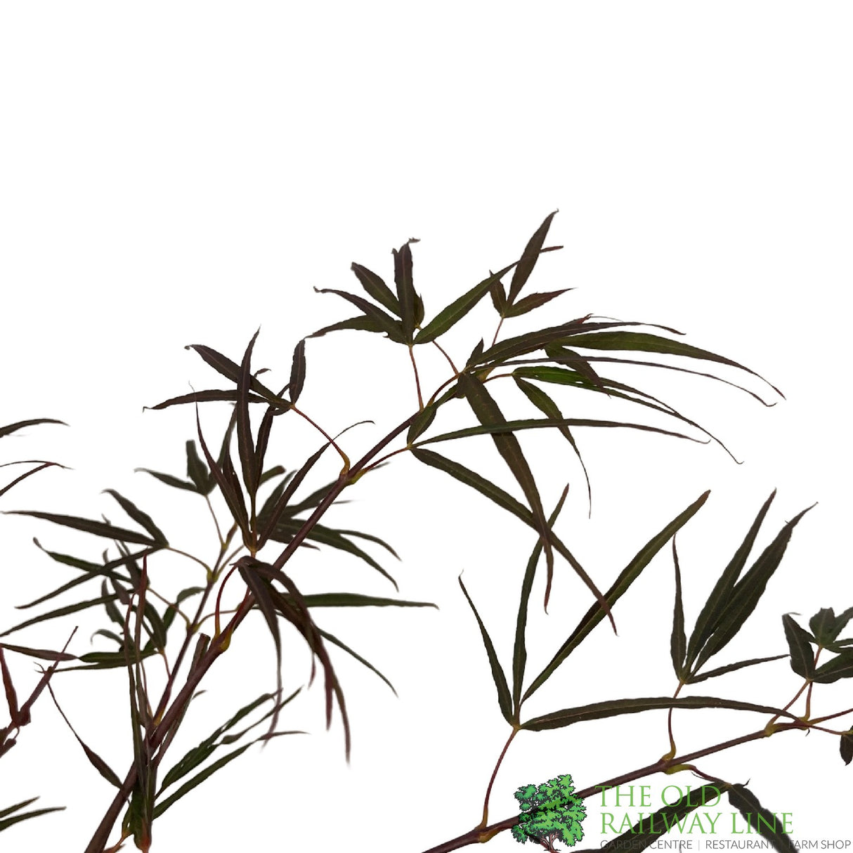 Acer palmatum 'Enkan' Japanese Maple Tree - 3Ltr PotPot