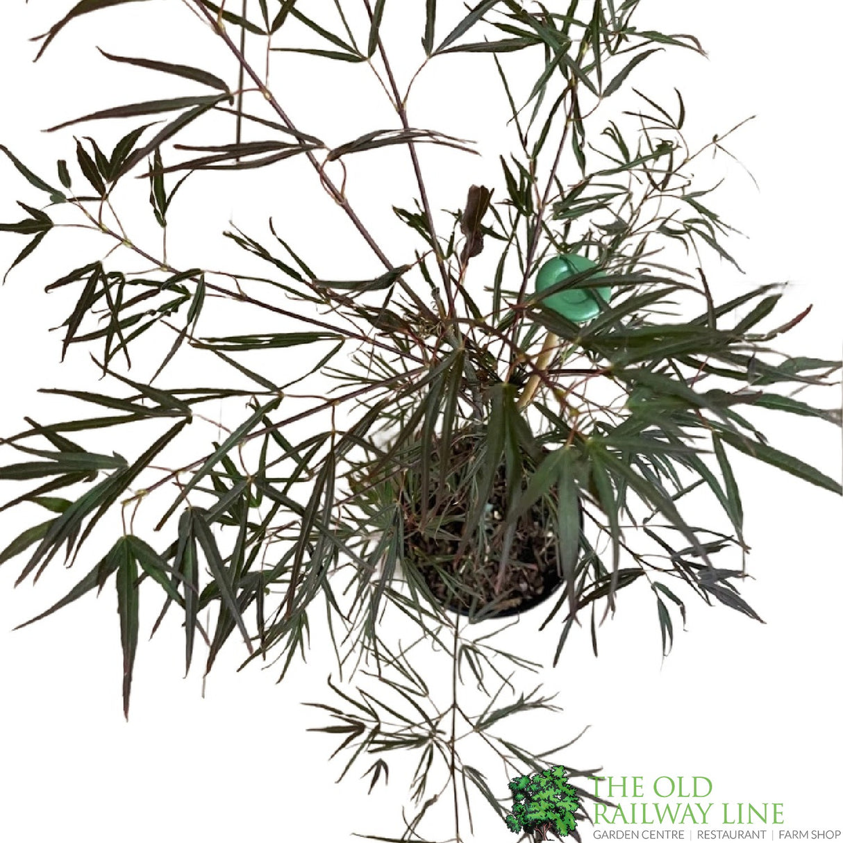 Acer palmatum 'Enkan' Japanese Maple Tree - 3Ltr PotPot