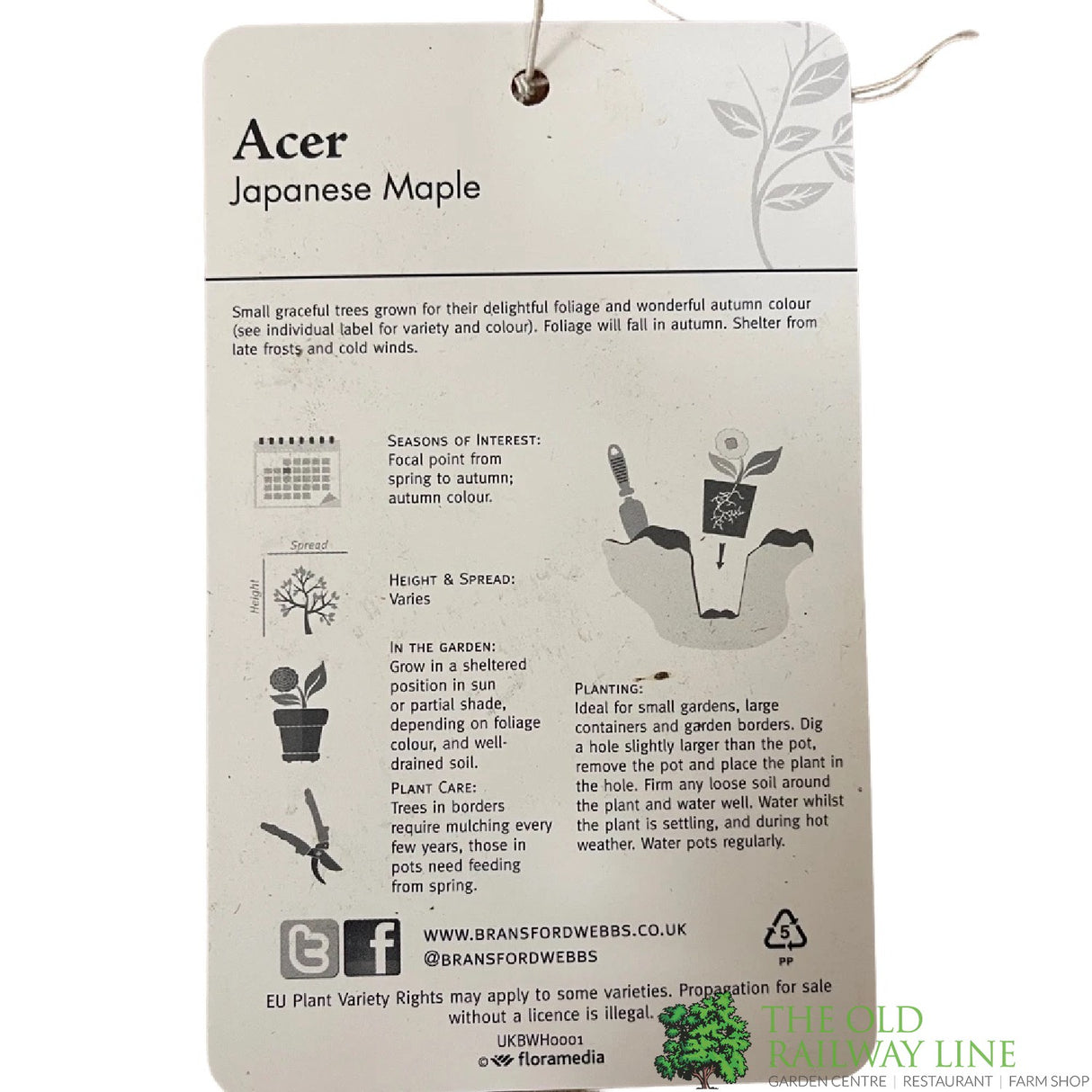 Acer palmatum 'Enkan' Japanese Maple Tree - 3Ltr PotPot