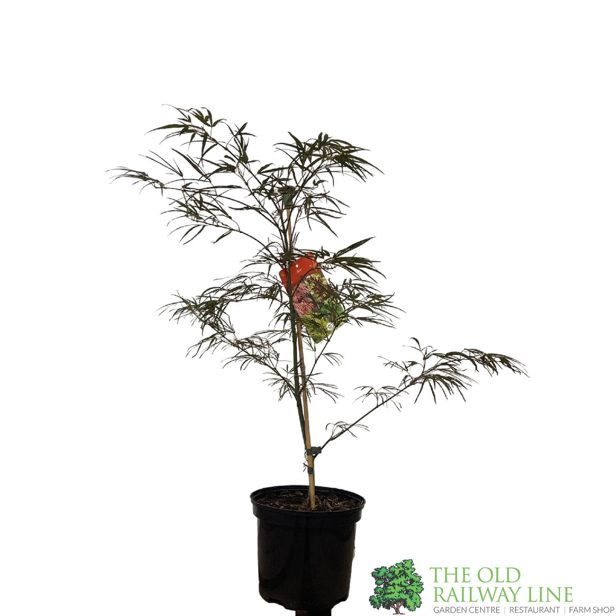 Acer palmatum 'Enkan' Japanese Maple Tree - 3Ltr PotPot