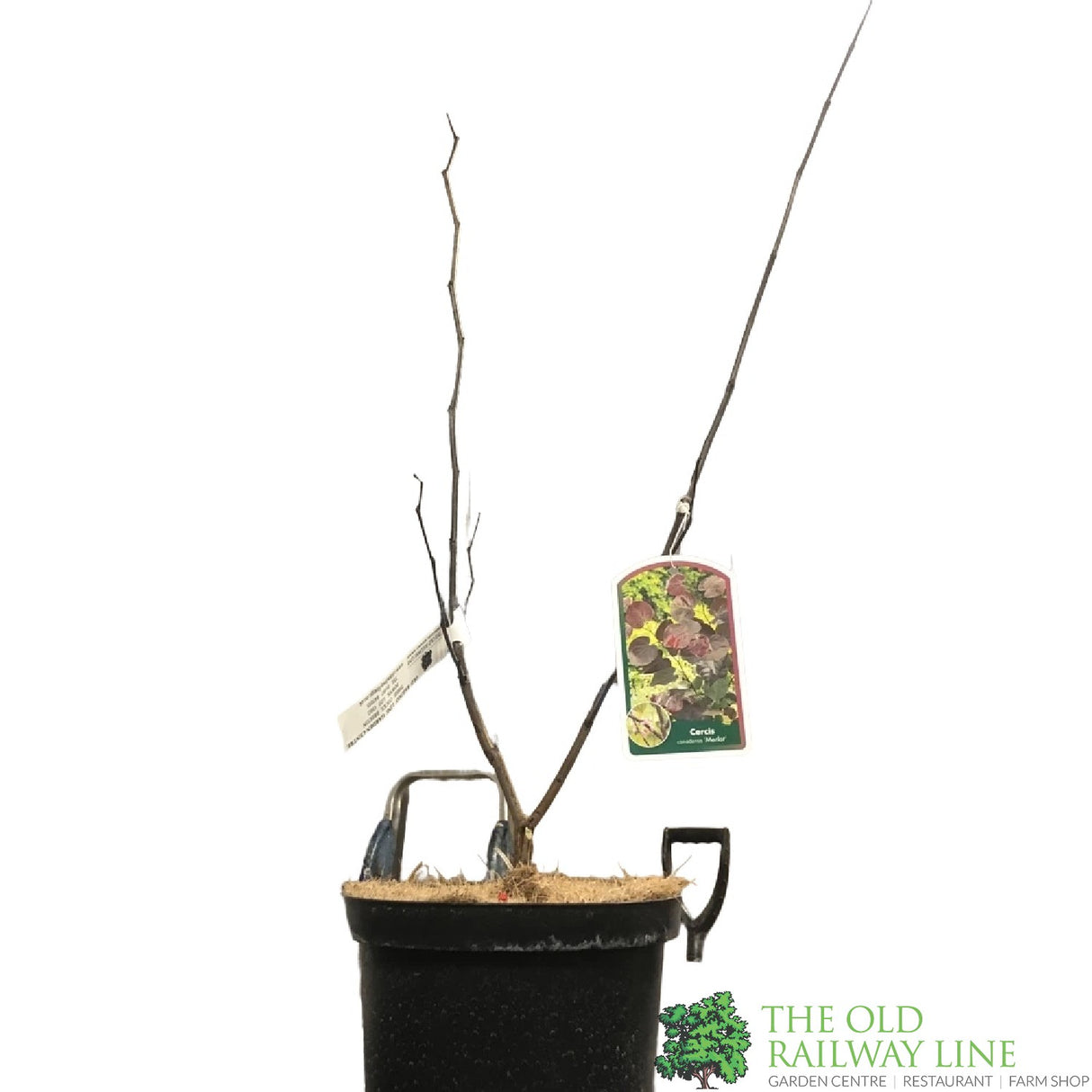 Cercis Canadensis 'Merlot' 4Ltr Pot