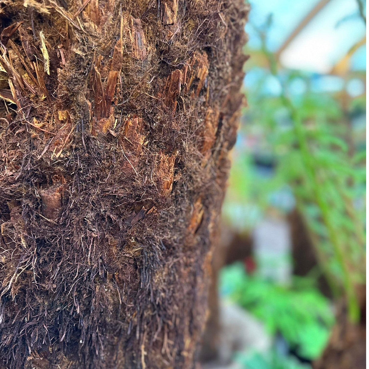 Dicksonia antarctica Soft Tree Fern 5ft Tall