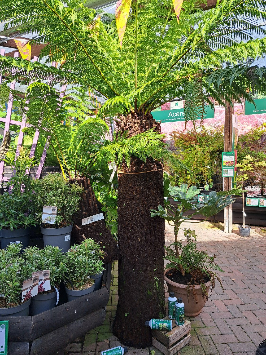 Dicksonia antarctica Soft Tree Fern 5ft Tall
