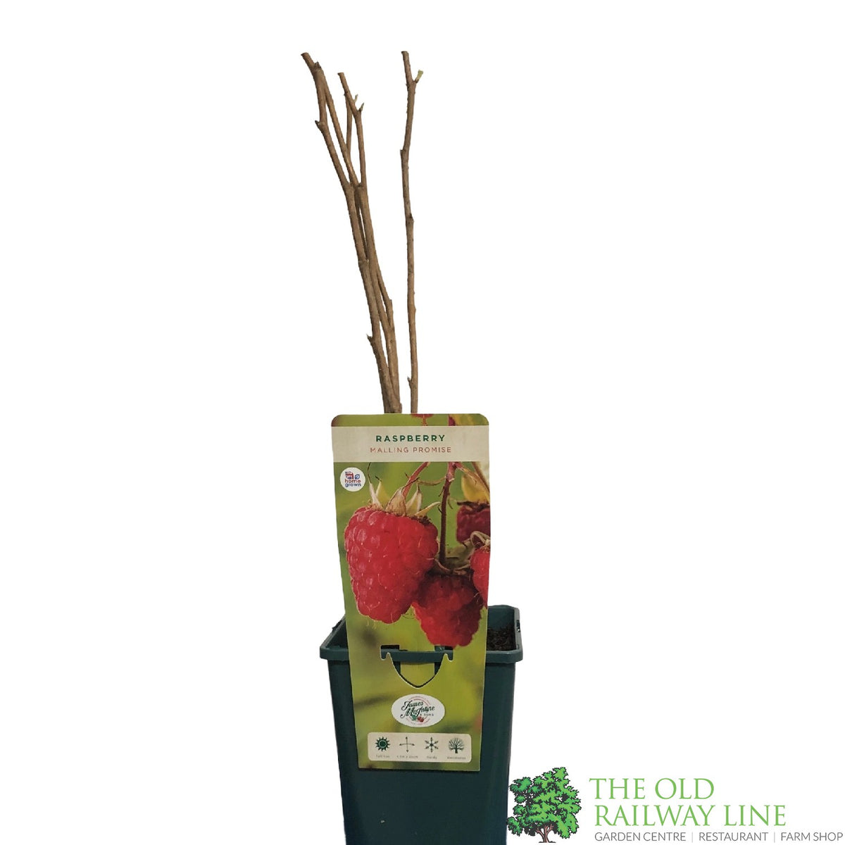 Rubus idaeus 'Malling Jewel' Raspberry Bush 2Ltr Old Railway Line