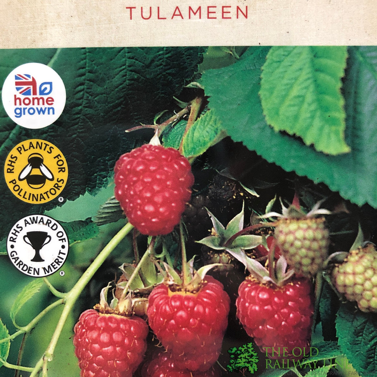 Raspberry 'Tulameen' Rubus idaeus Fruit Bush 3Ltr