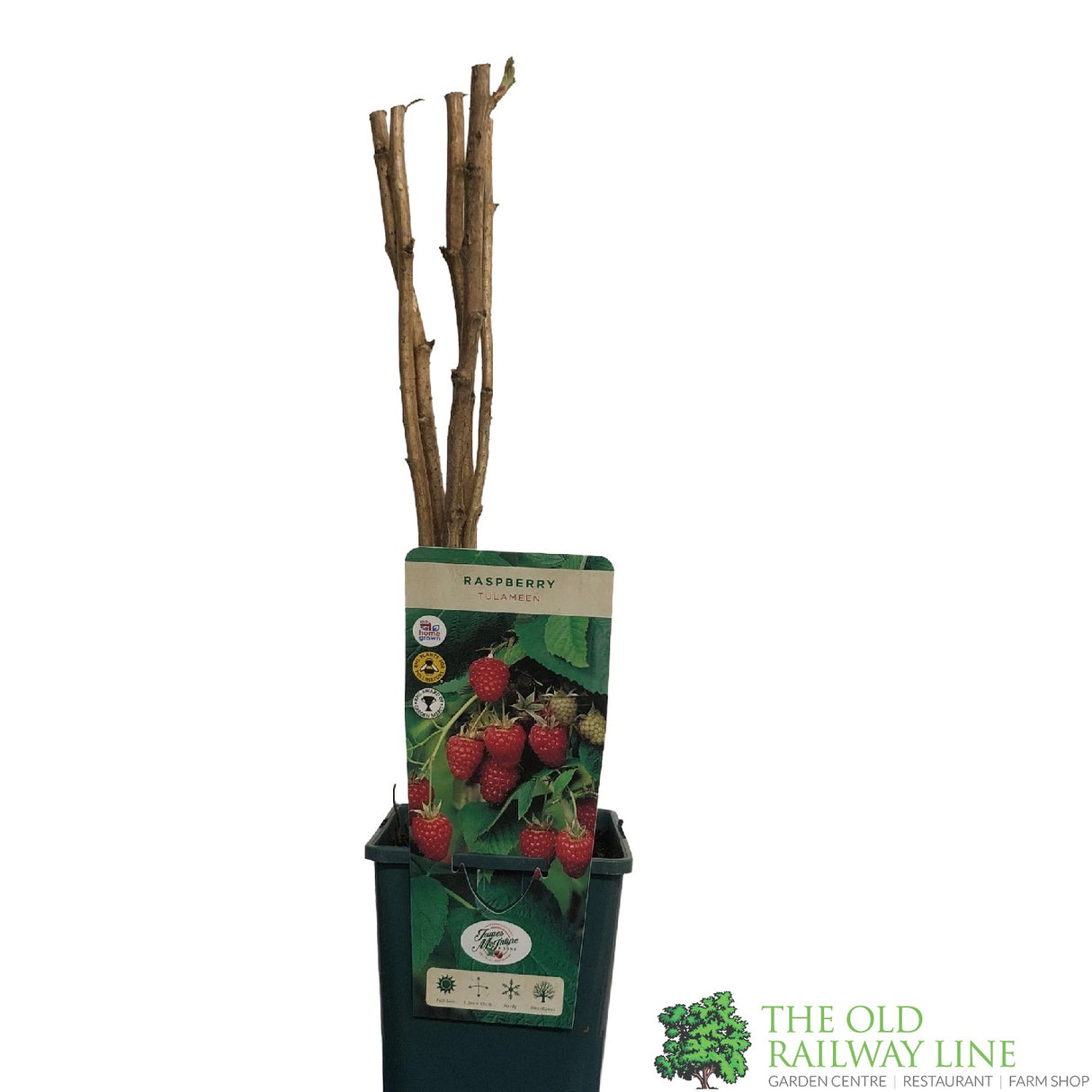 Raspberry 'Tulameen' Rubus idaeus Fruit Bush 3Ltr