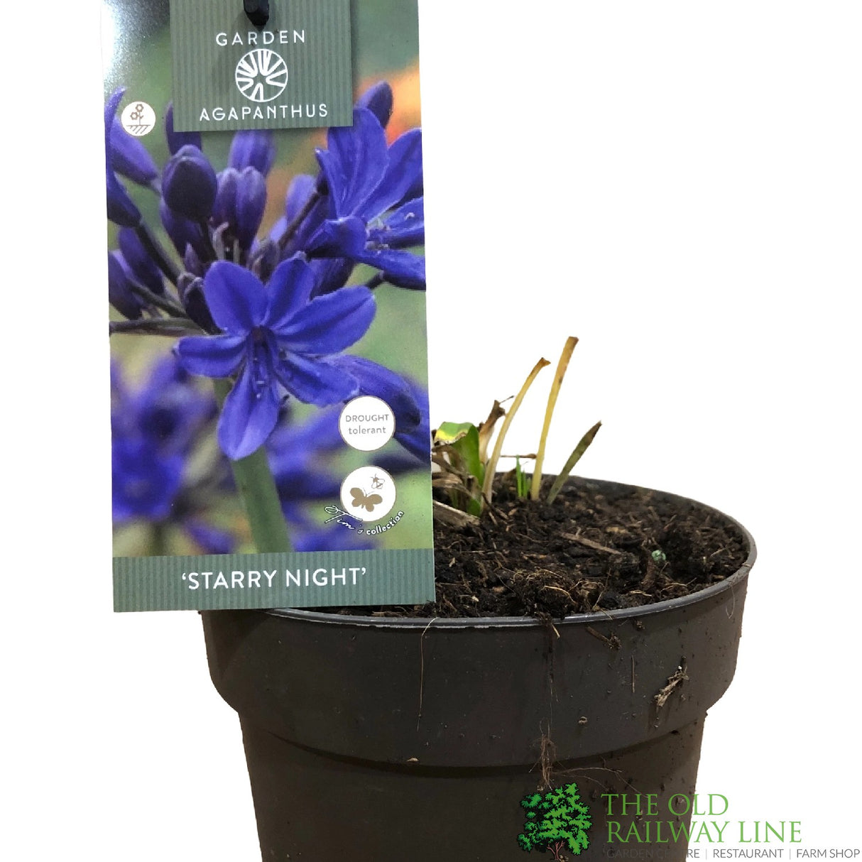 Agapanthus 'Starry Night' 2Ltr Pot