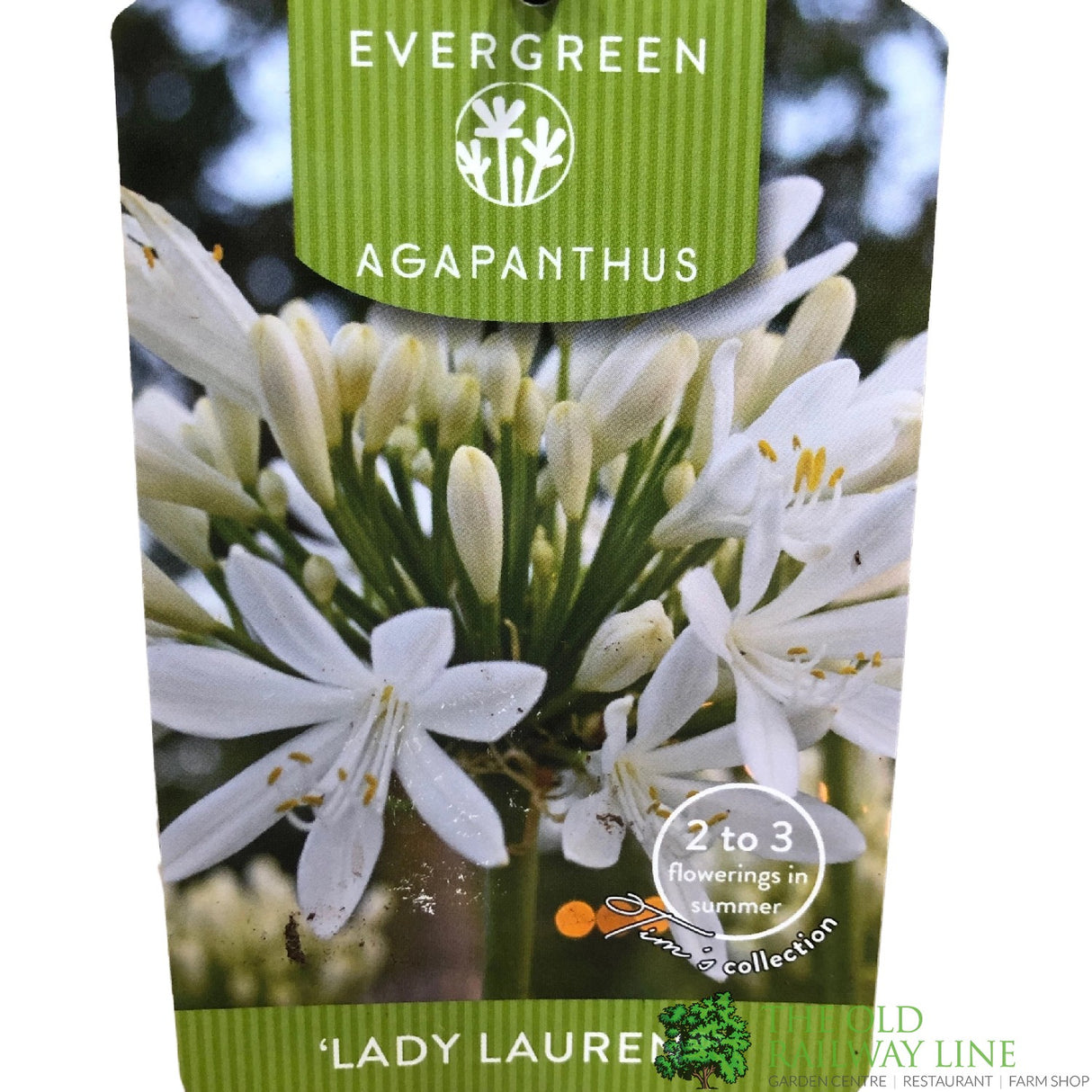 Agapanthus 'Lady Lauren' 2Ltr Pot