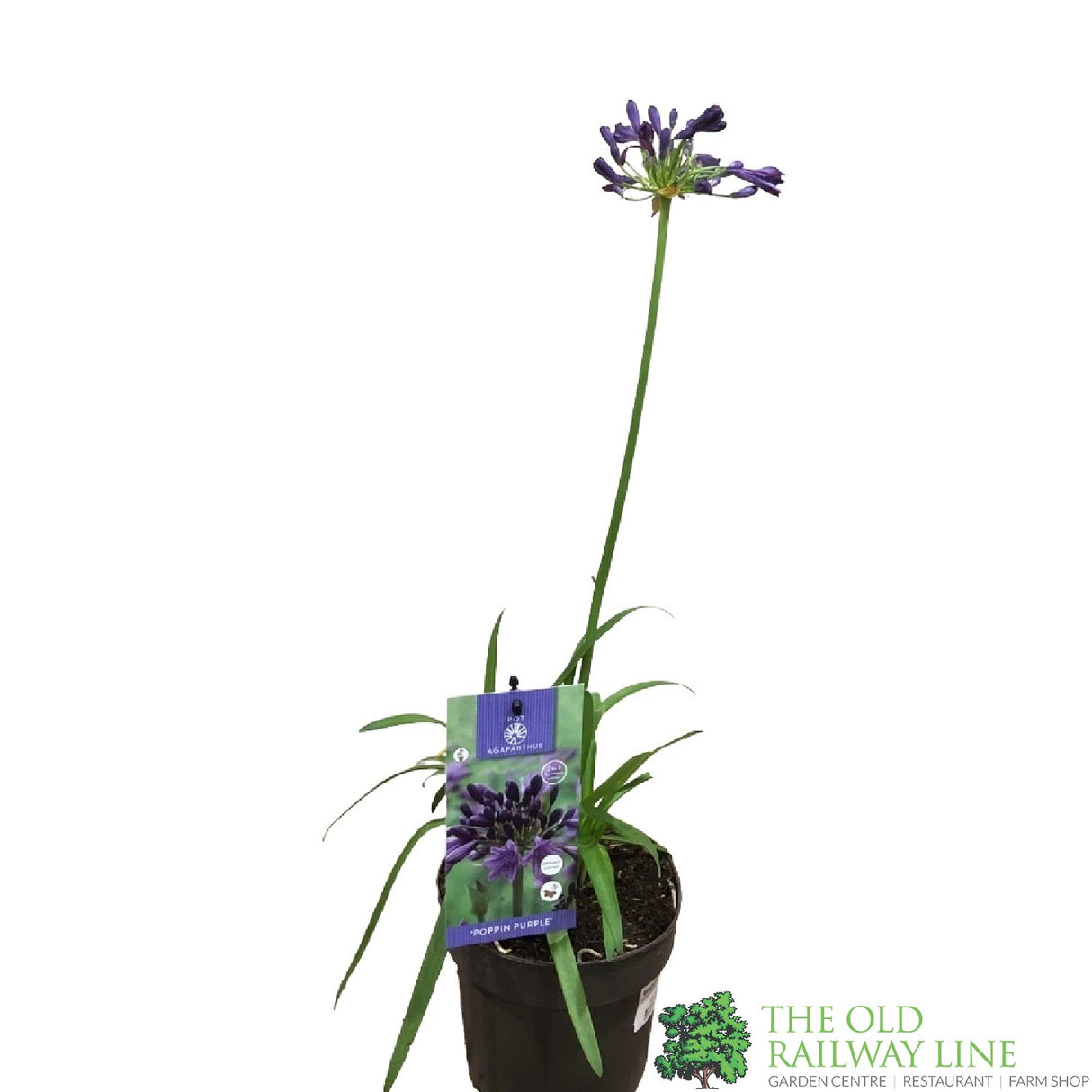 Agapanthus 'Poppin Purple' 2Ltr Pot