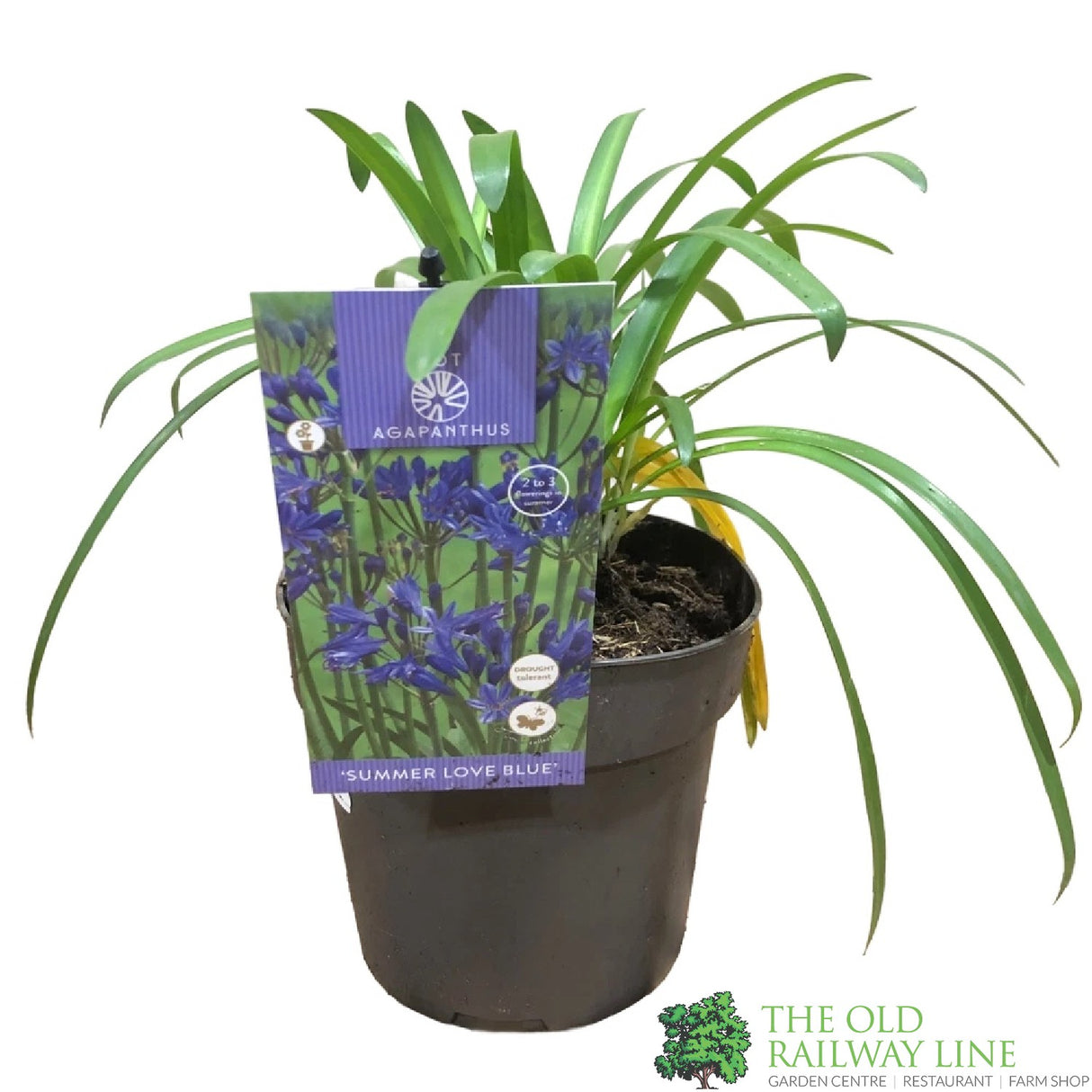 Agapanthus 'Summer Love Blue' 2Ltr Pot