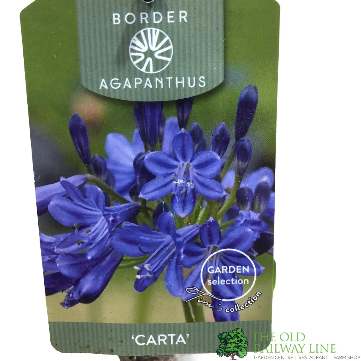 Agapanthus 'Carta' 2Ltr Pot