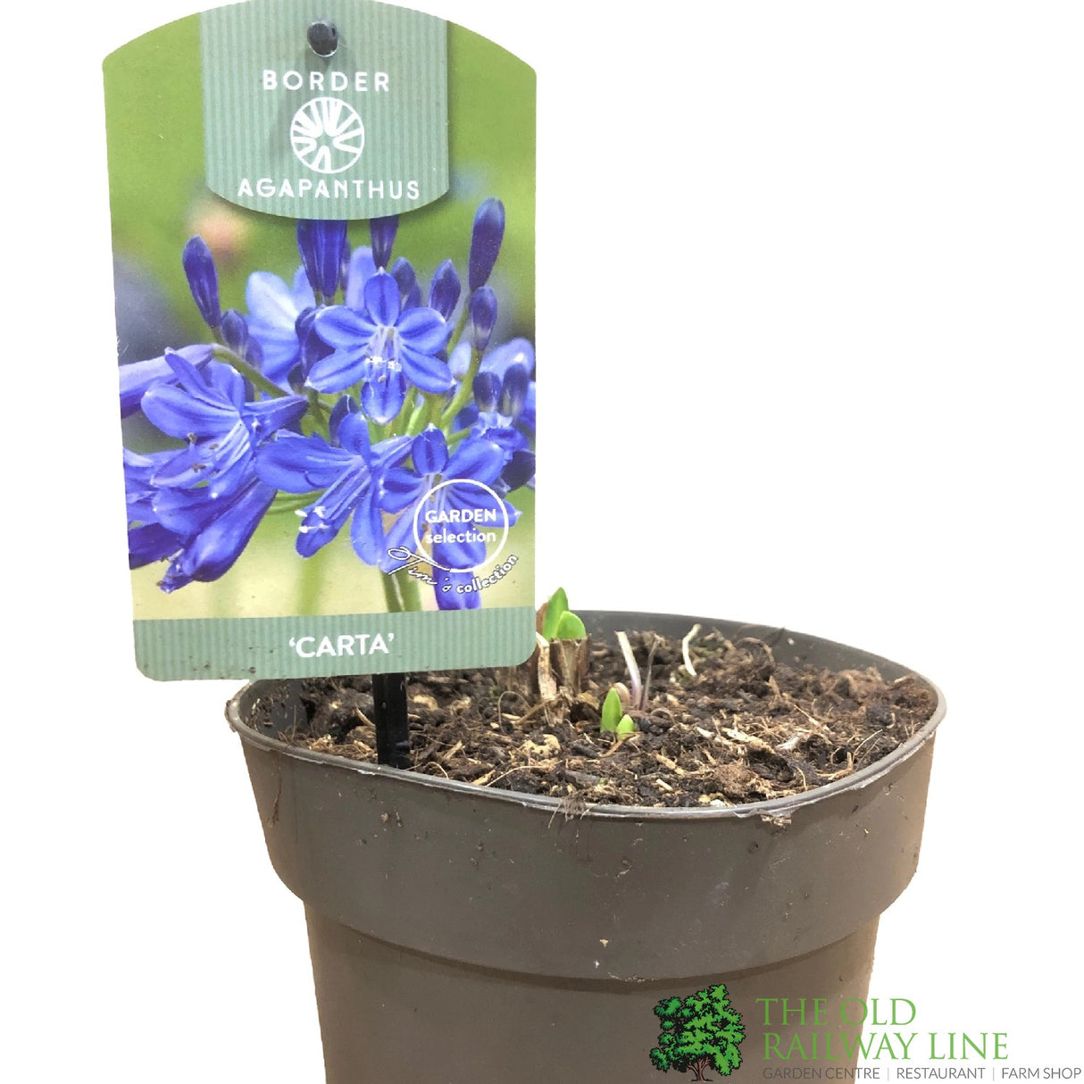 Agapanthus 'Carta' 2Ltr Pot