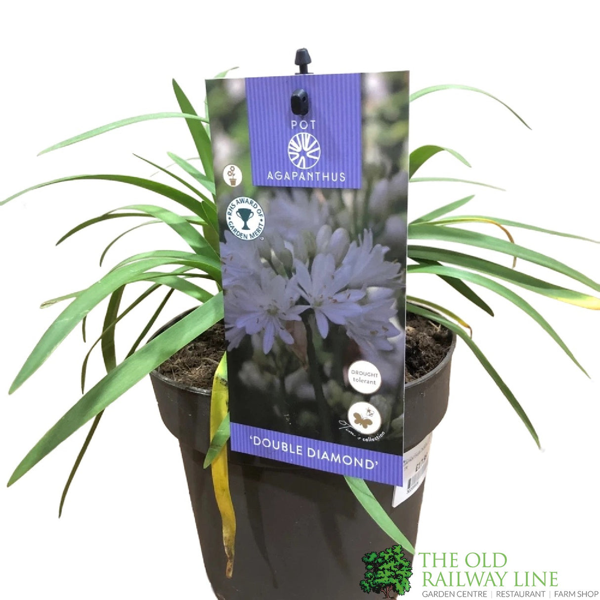 Agapanthus 'Double Diamond' 2Ltr Pot