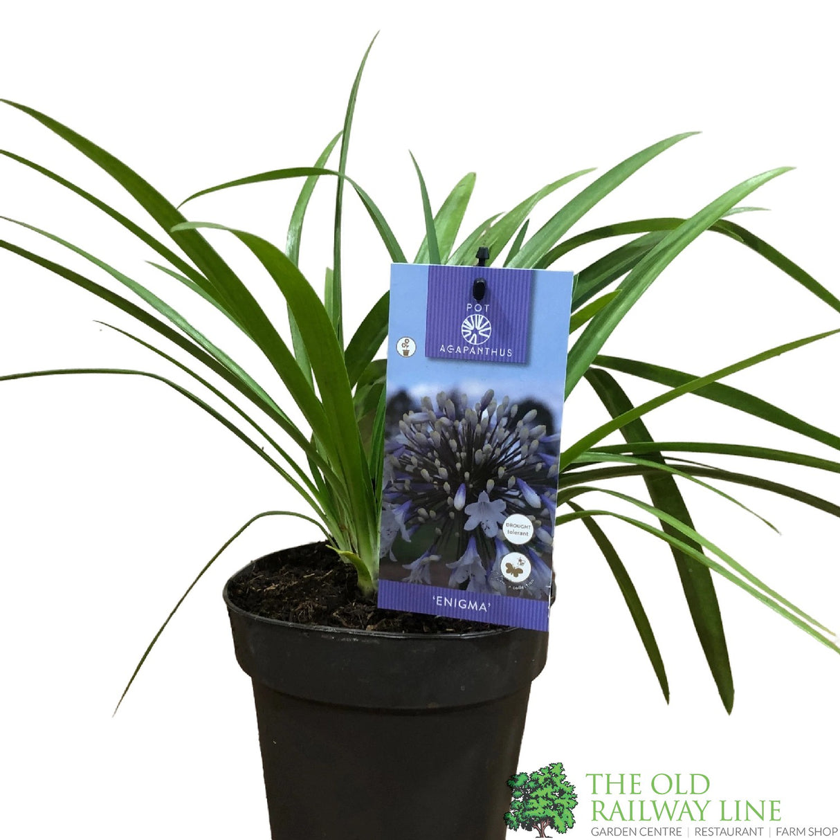 Agapanthus 'Enigma' 2Ltr Pot