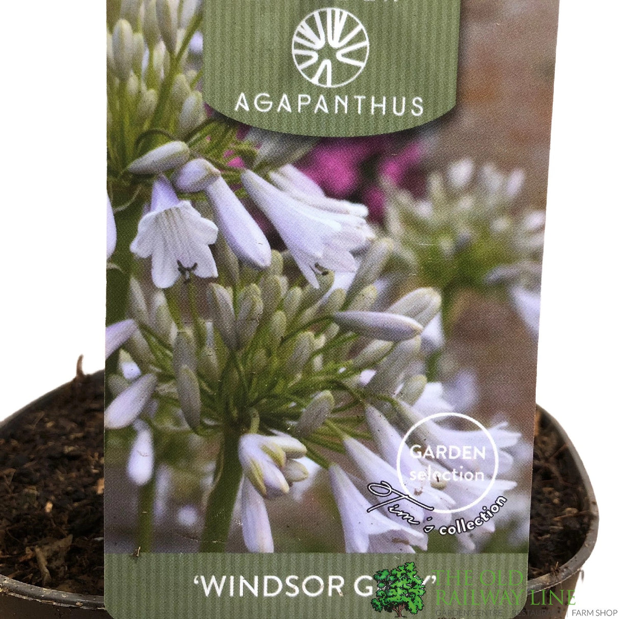 Agapanthus 'Windsor Grey' 2Ltr Pot
