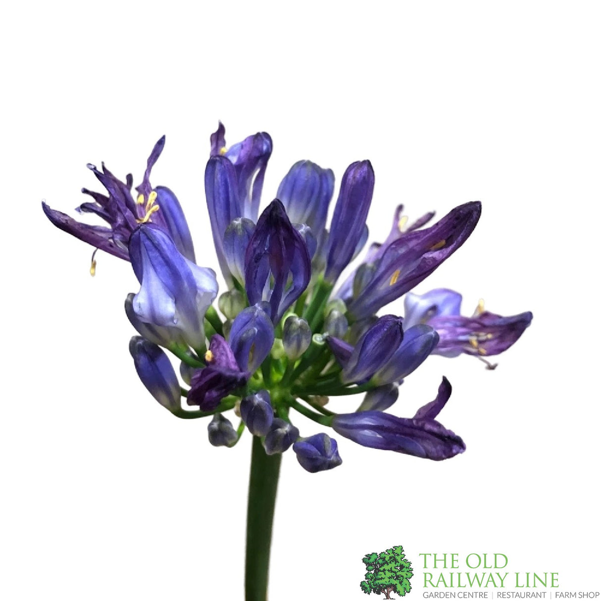 Agapanthus 'Marijke' 2Ltr Pot