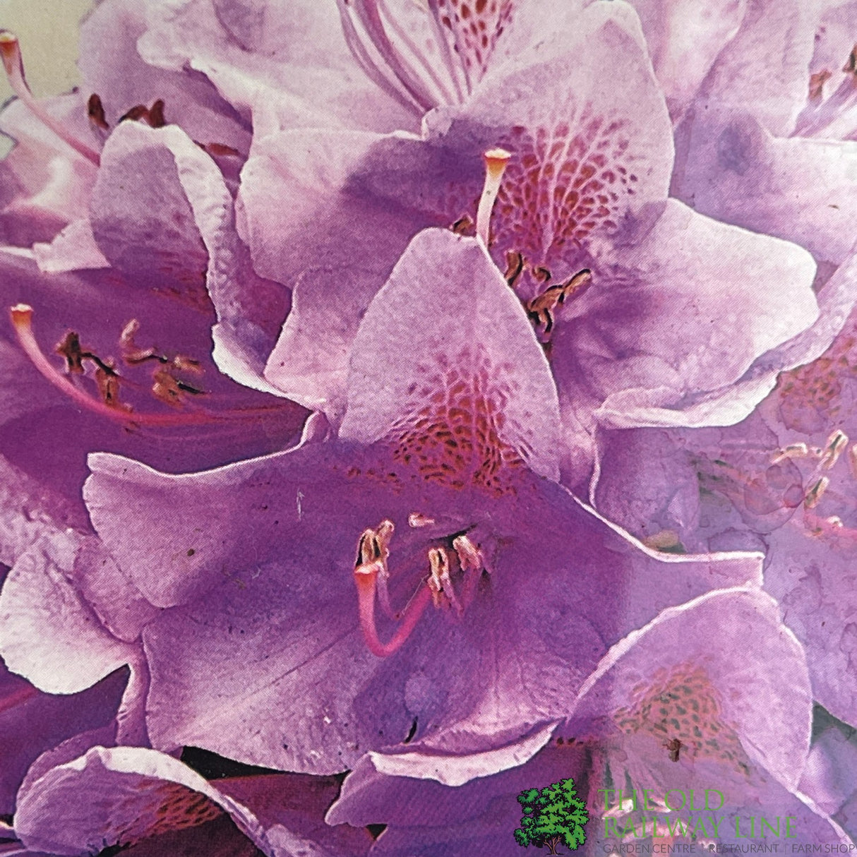 Rhododendron 'Roseum Elegans' Plant 20Ltr Pot