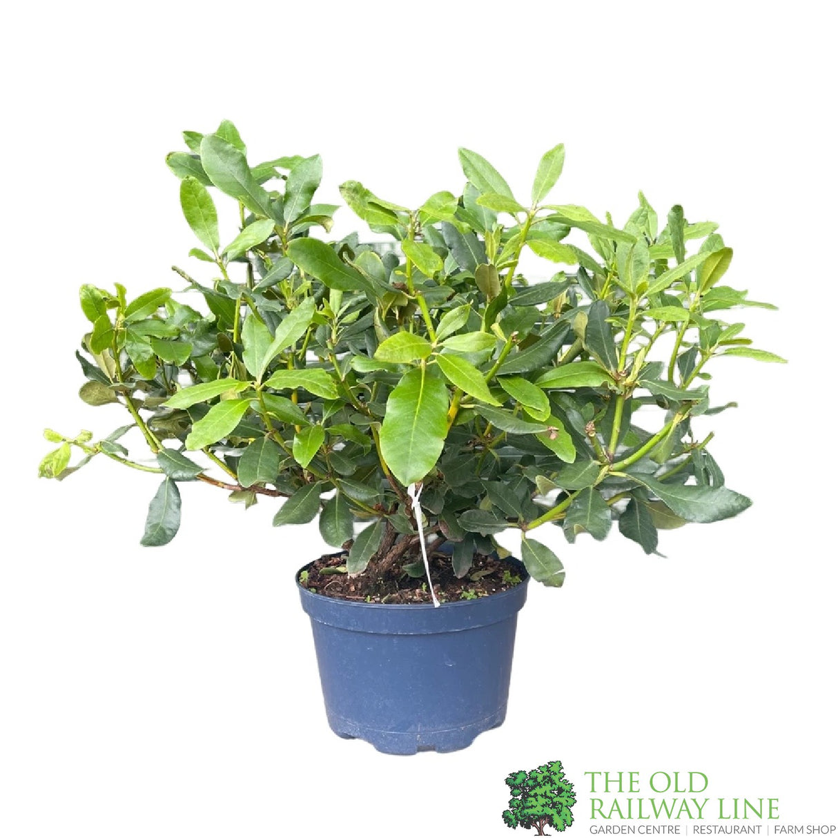 Rhododendron 'Nova Zembla' Plant 20Ltr Pot