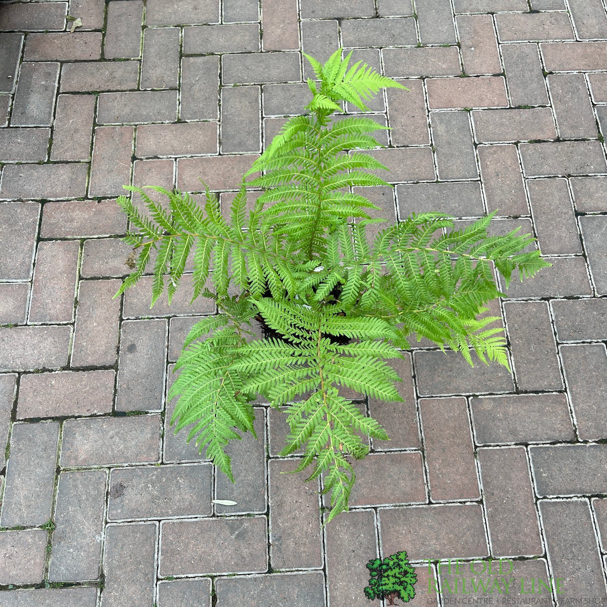 Dicksonia antarctica Soft Tree Fern Multi-Trunk 0.5ft + 0.5ft Tall