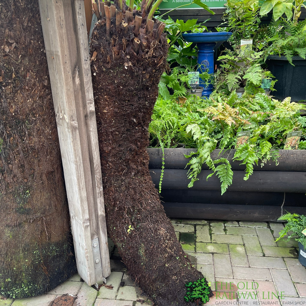 Dicksonia antarctica Soft Tree Fern with Character 4ft Tall