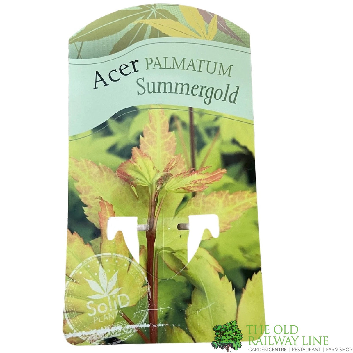 Acer palmatum 'Summer Gold' Japanese Maple 3Ltr Pot