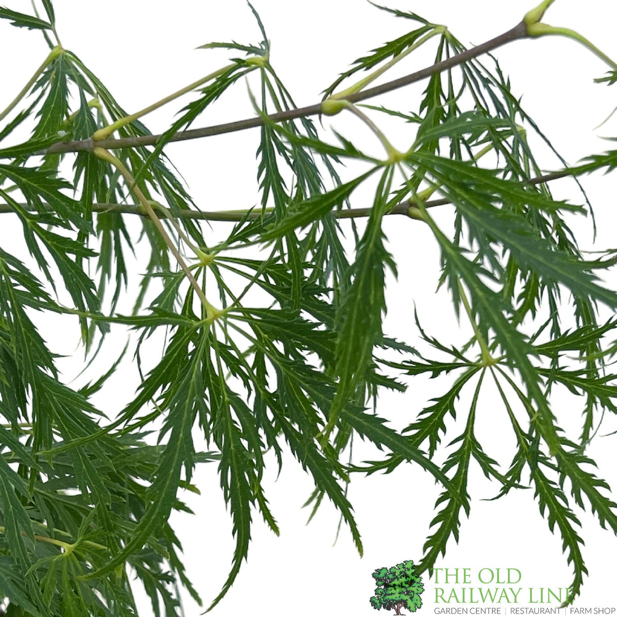 Acer palmatum 'Dissectum' Japanese Maple 3Ltr Pot