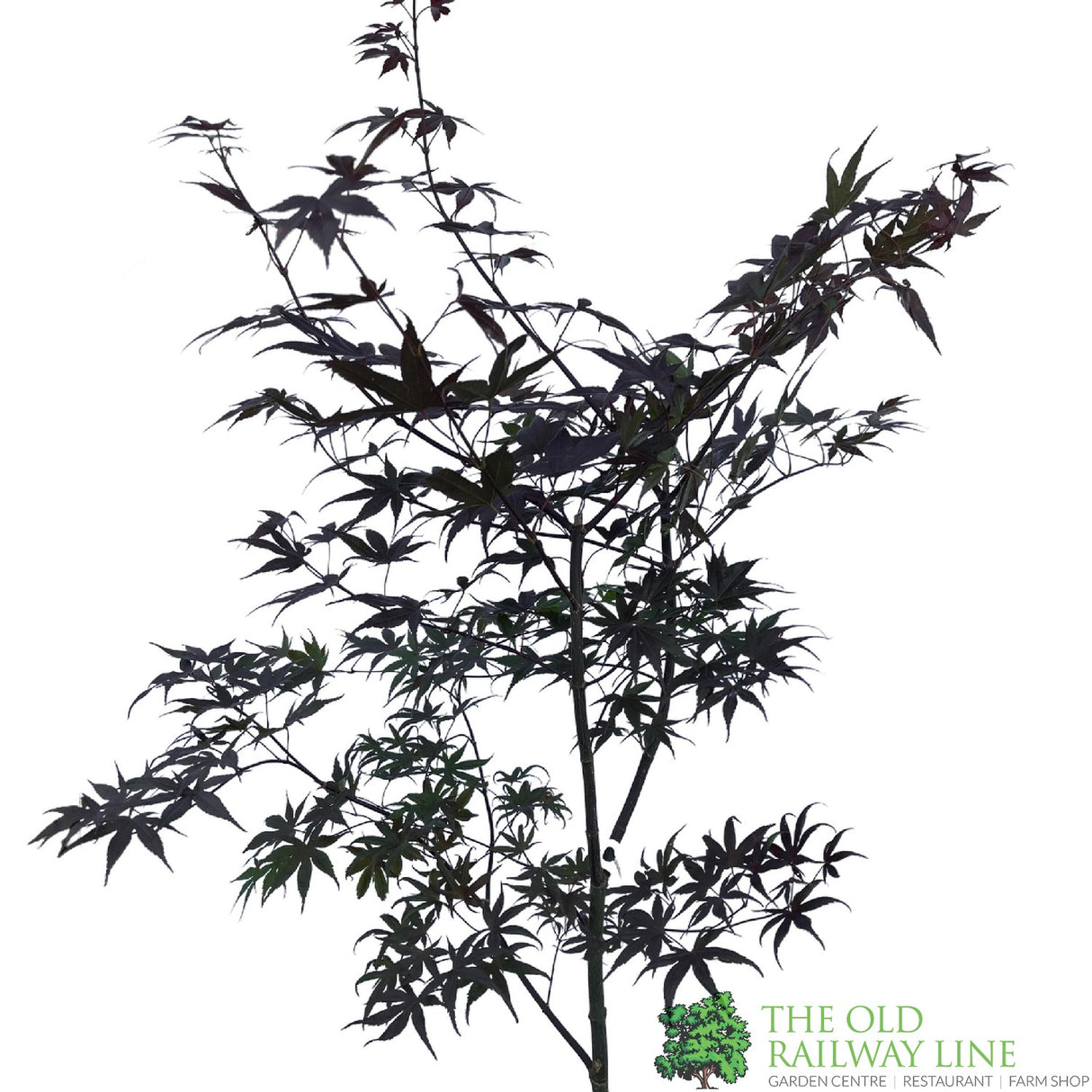 Acer palmatum 'Bloodgood' Japanese Maple Tree - 10Ltr Pot