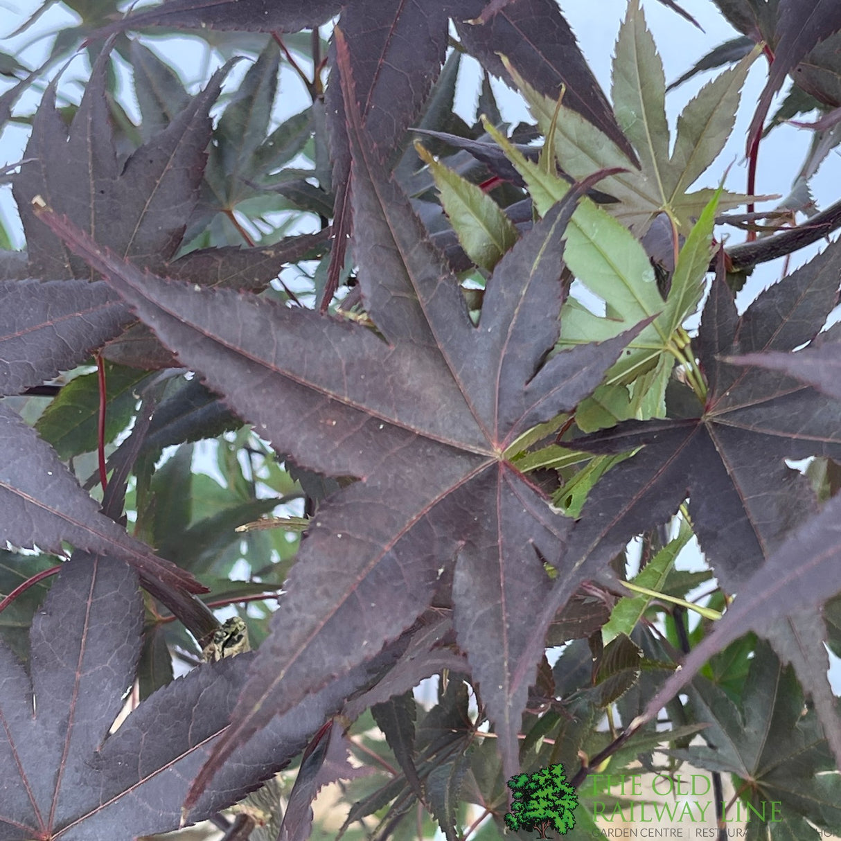 Acer palmatum 'Bloodgood' Japanese Maple Tree - 10Ltr Pot