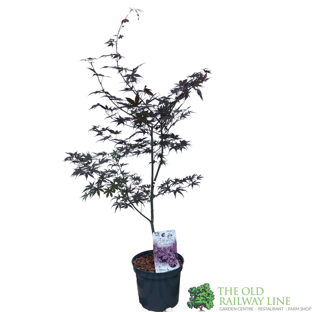 Acer palmatum 'Bloodgood' Japanese Maple Tree - 10Ltr Pot