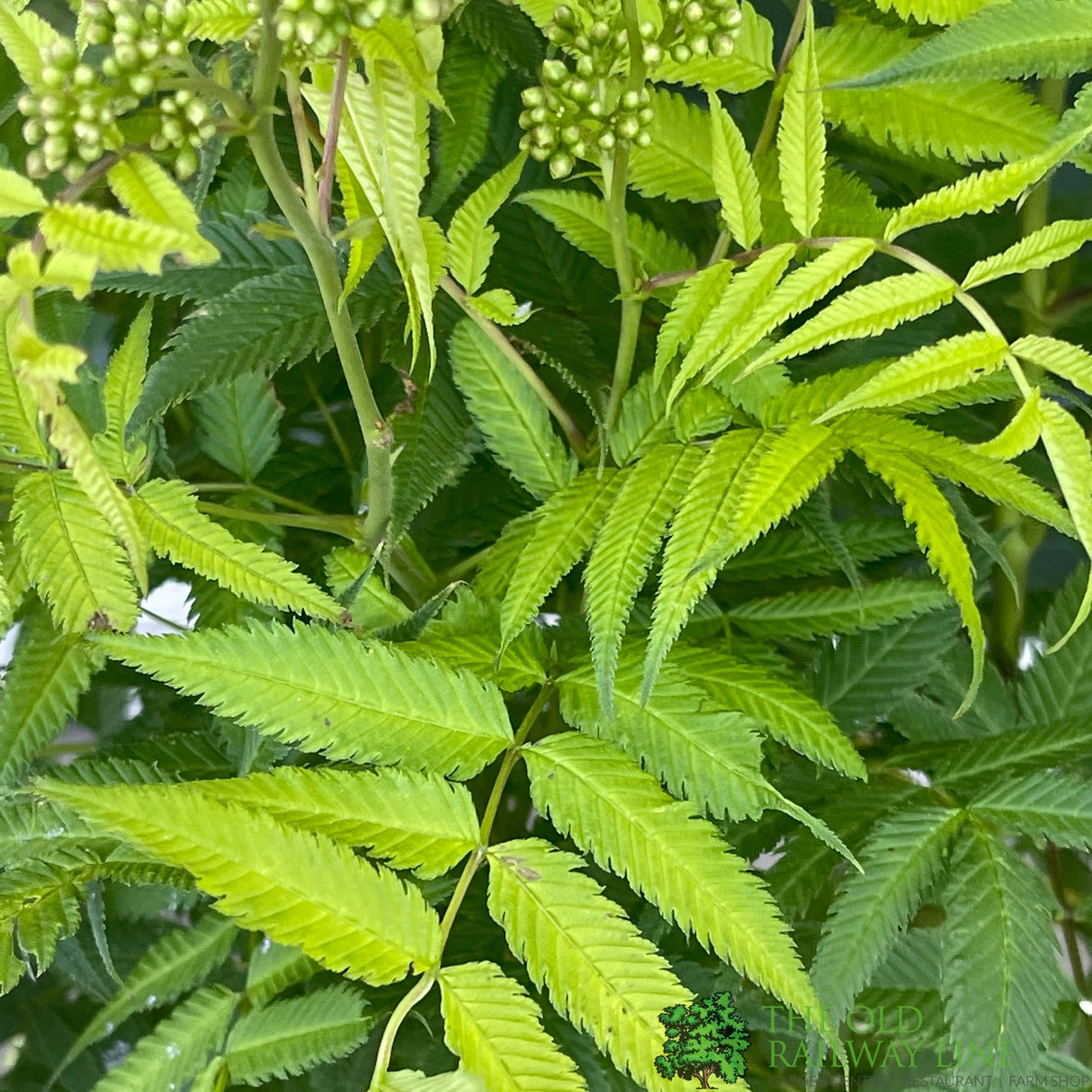 Sorbaria sorbifolia 'Sem'PBR 5Ltr Plant