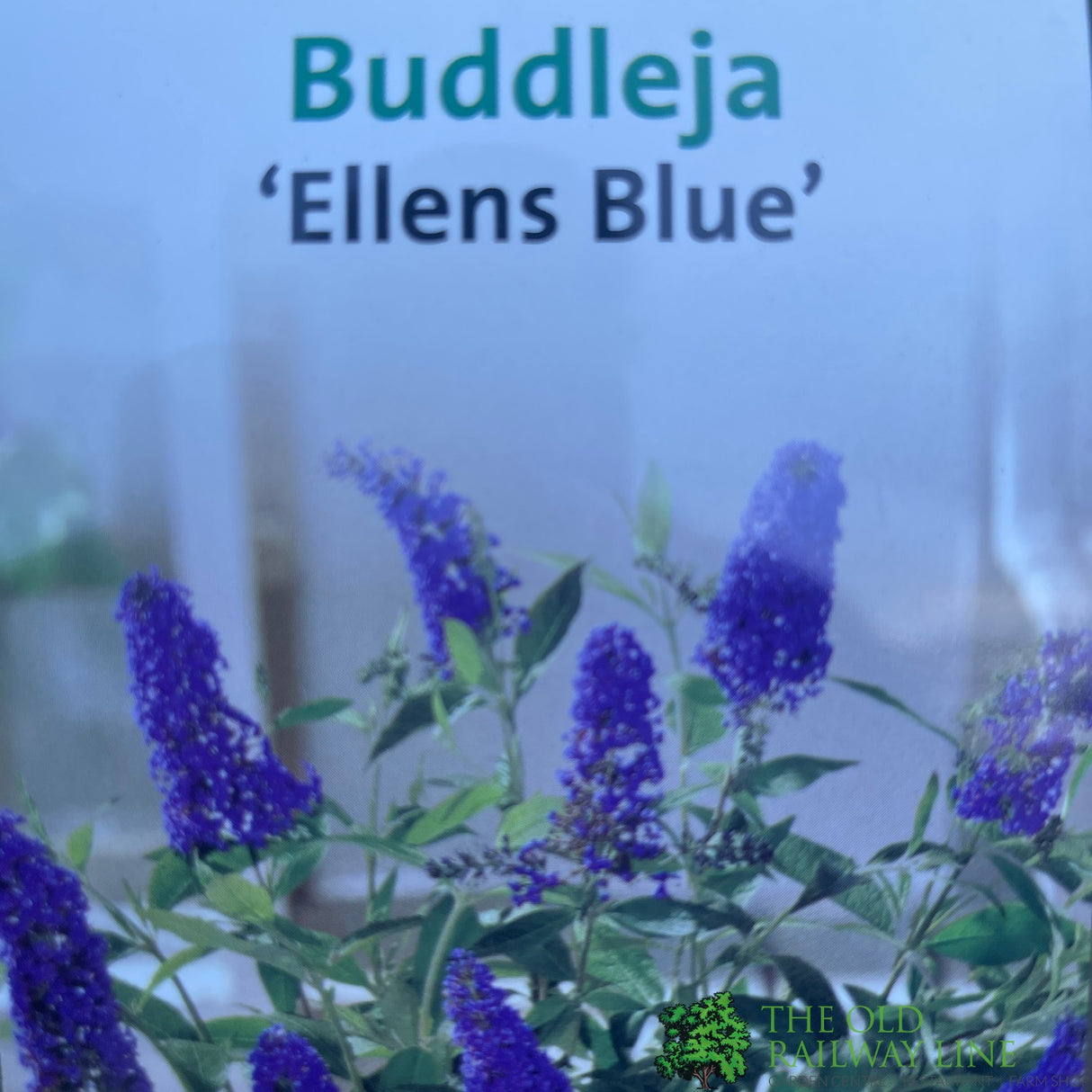 Buddleja 'Ellen's Blue' 5Ltr Plant