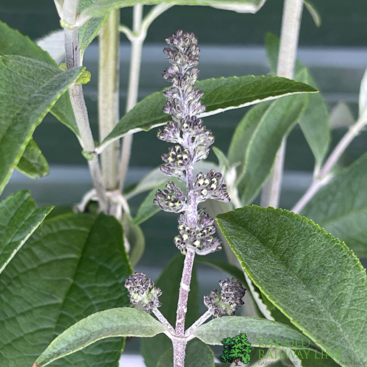 Buddleja 'Ellen's Blue' 5Ltr Plant