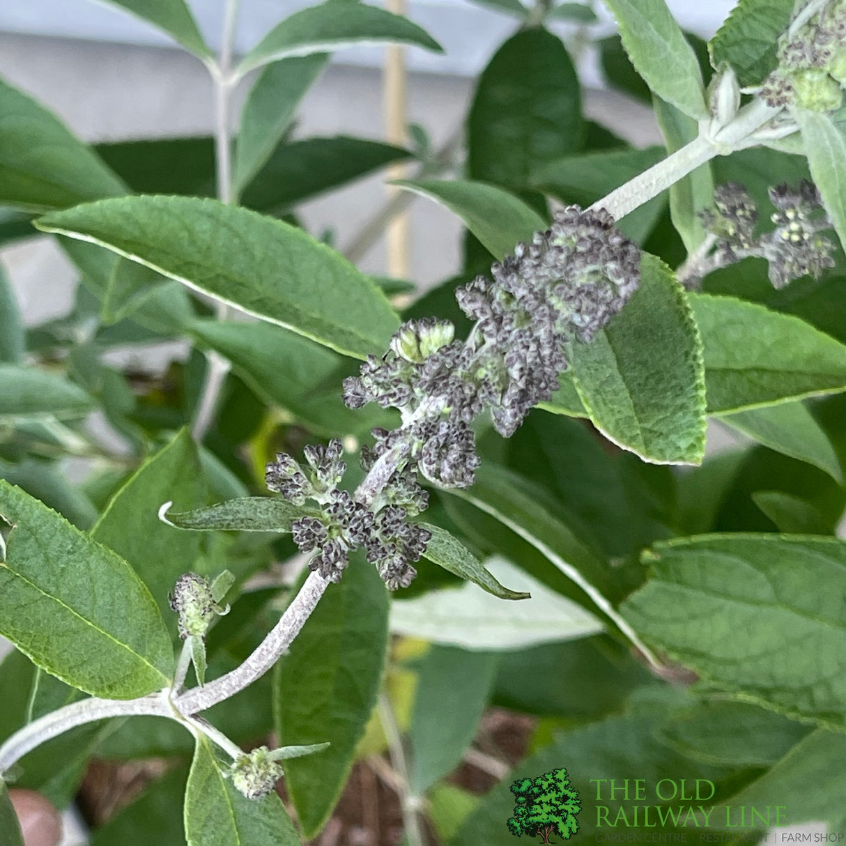 Buddleja 'Ellen's Blue' 5Ltr Plant