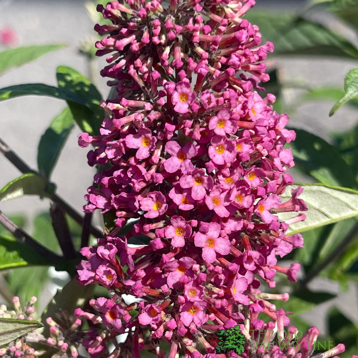 Buddleja 'Prince Charming' 5Ltr Plant