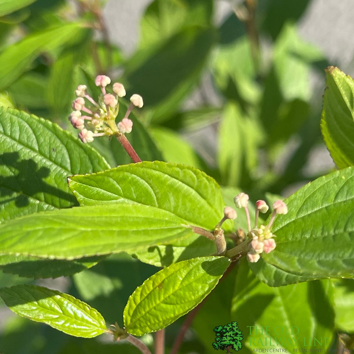 Ceanothus × pallidus 'Marie Simon' 5Ltr Plant