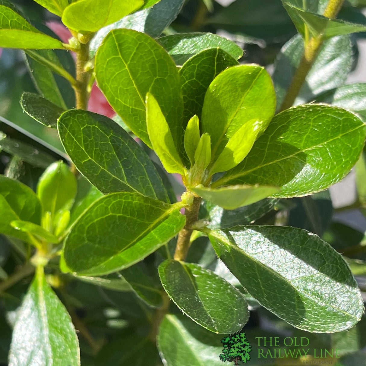 Azalea japonica Blaauw's Pink Plant 2Ltr Pot