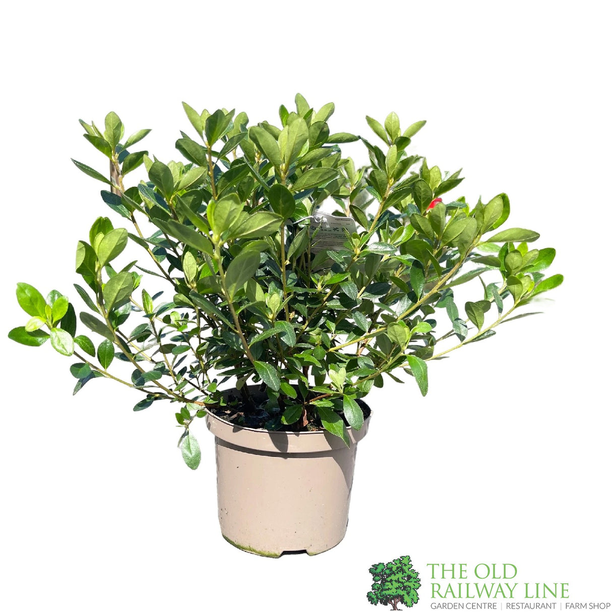 Azalea japonica Blaauw's Pink Plant 2Ltr Pot