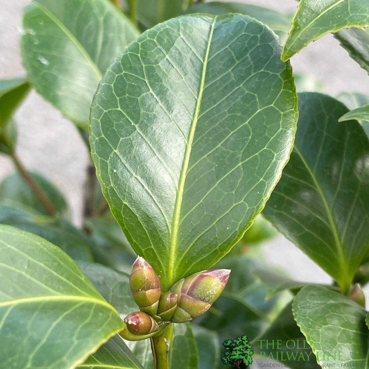 Camellia japonica 'Roija' Plant 10 Ltr Pot