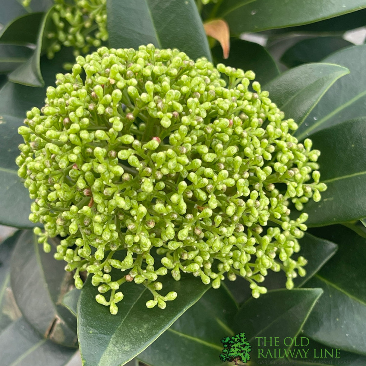 Skimmia japonica 'Fragrant Cloud' Plant 2Ltr (NL)