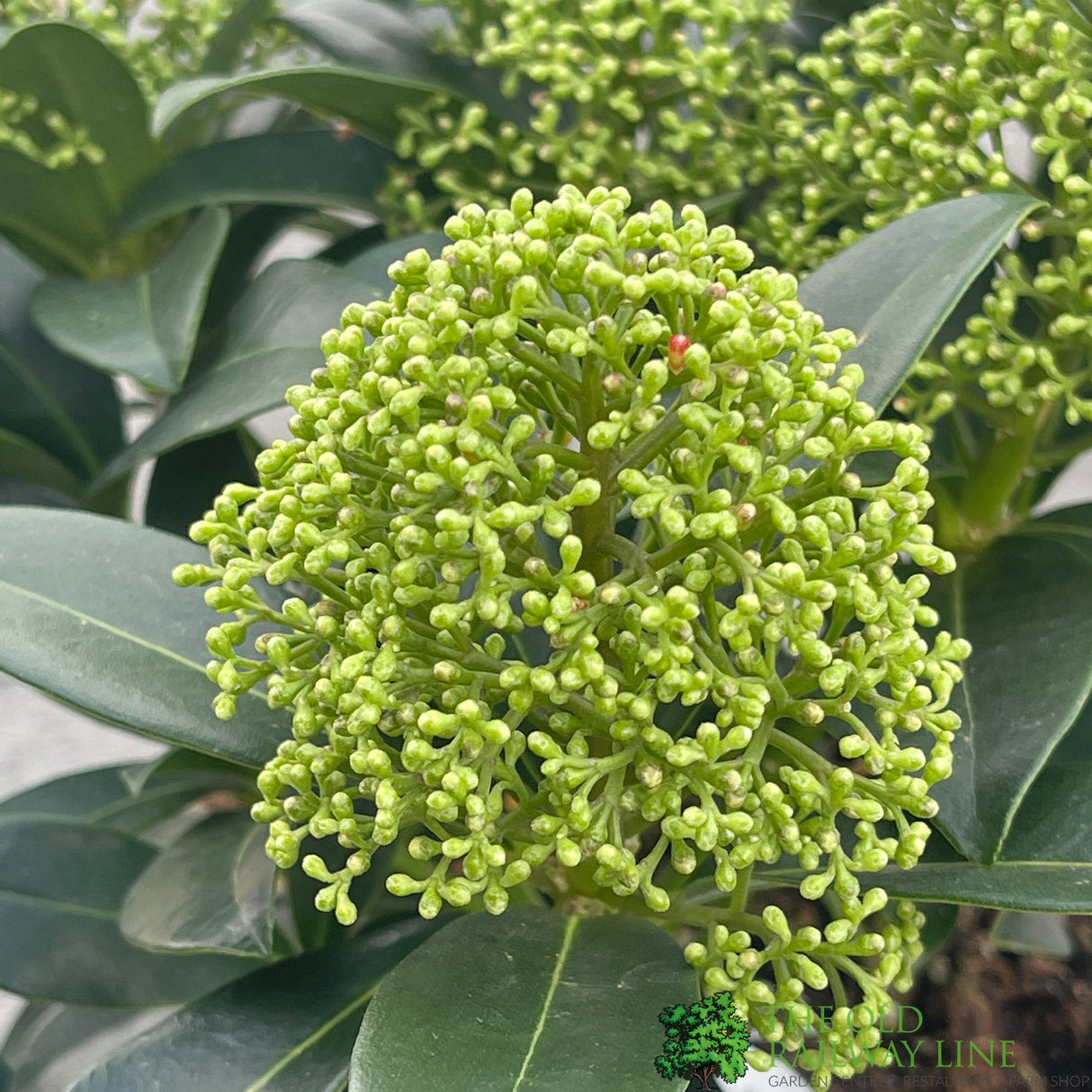 Skimmia japonica 'Fragrant Cloud' Plant 2Ltr (NL)