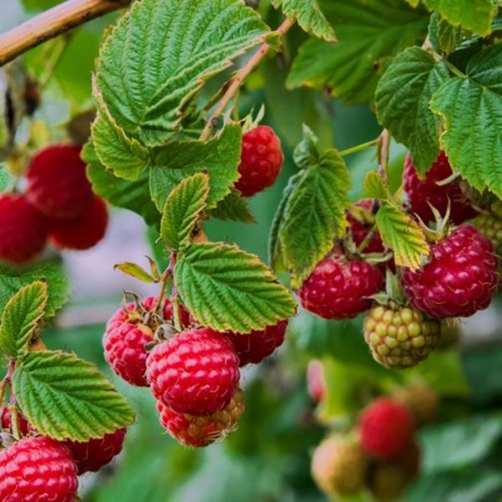Raspberry Glen Prosen Fruit Bush 3L Pot