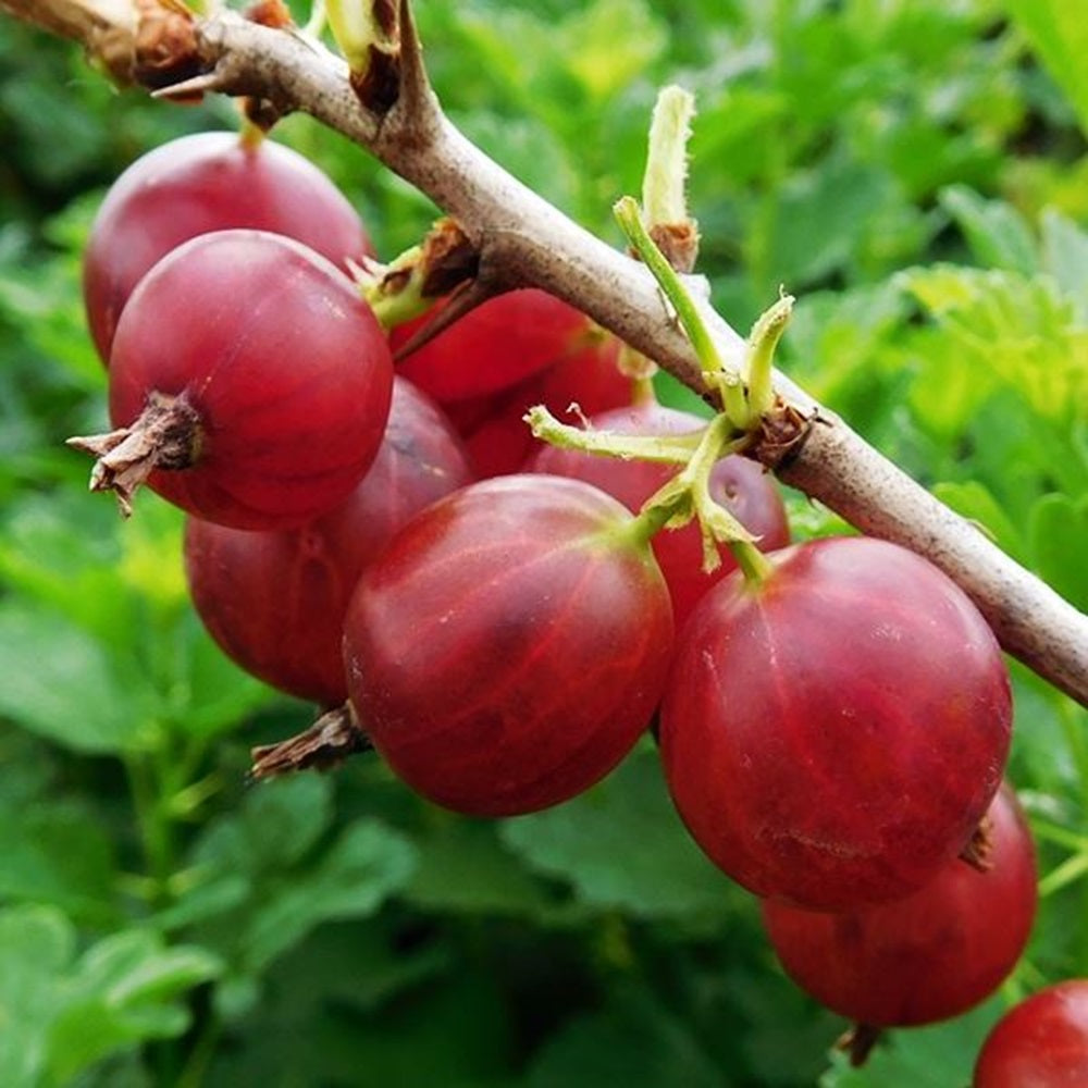 Gooseberry Hinnonmaki Red Fruit Bush 3L Pot