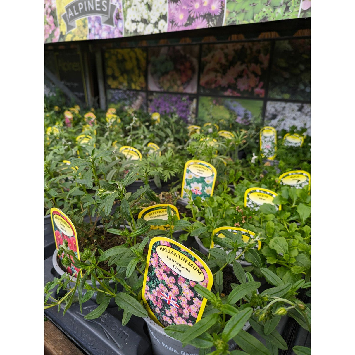 Alpine Mixed Variety 1Ltr Pot