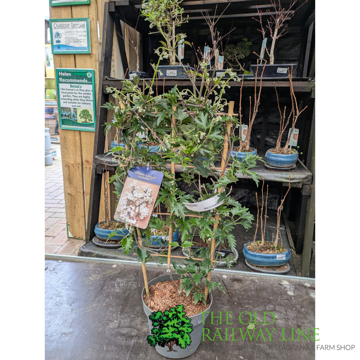 Plantline Clematis 'Avalanche' 2Ltr Pot