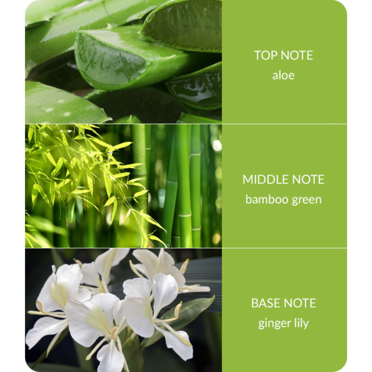 Bamboo 210g Bamboo & Ginger Lily Large Jar Candle