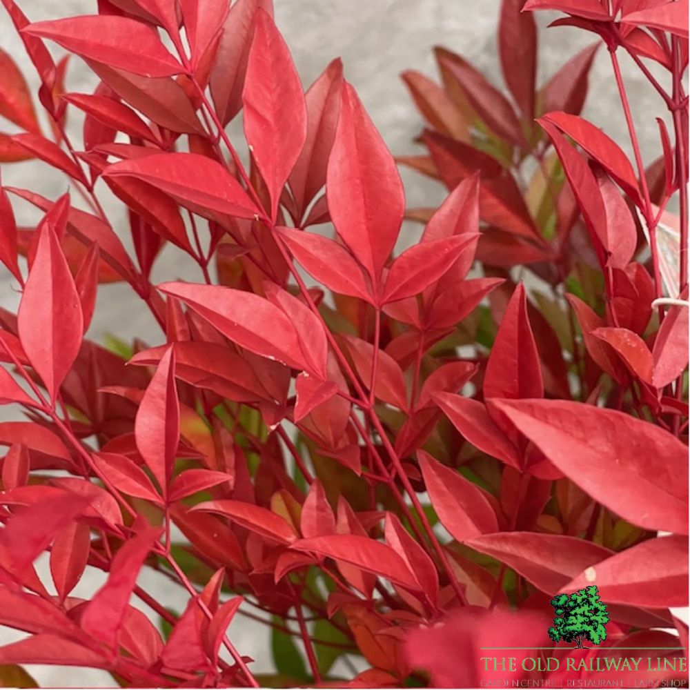 Nandina Domestica Plant - 5Ltr Pot