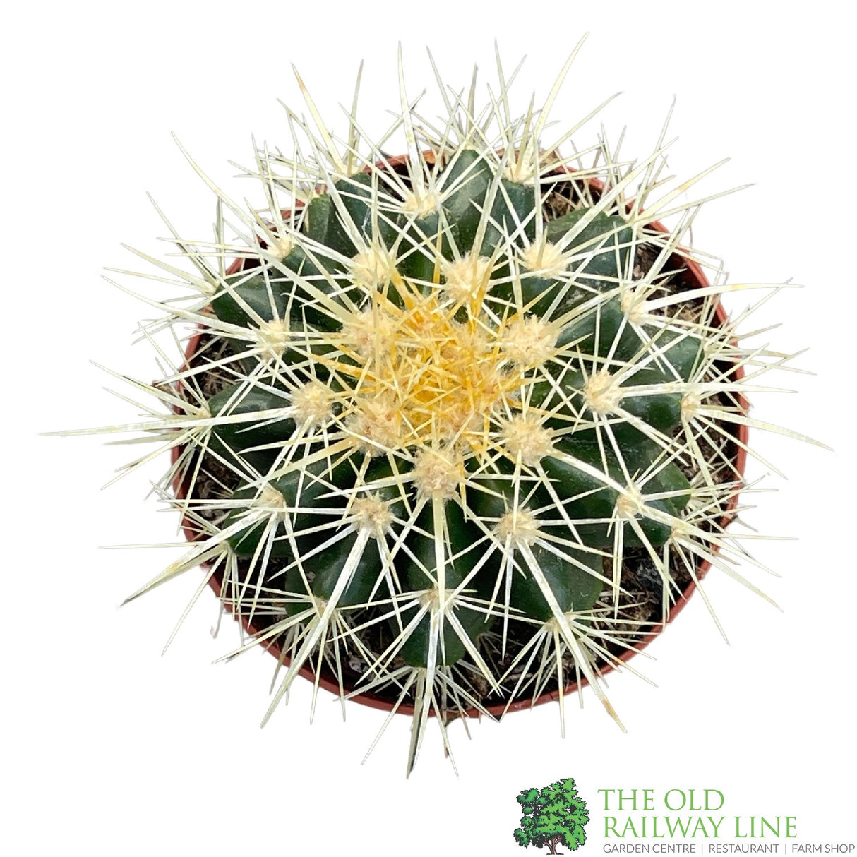 Cacti Bolcactus 8.5cm Pot