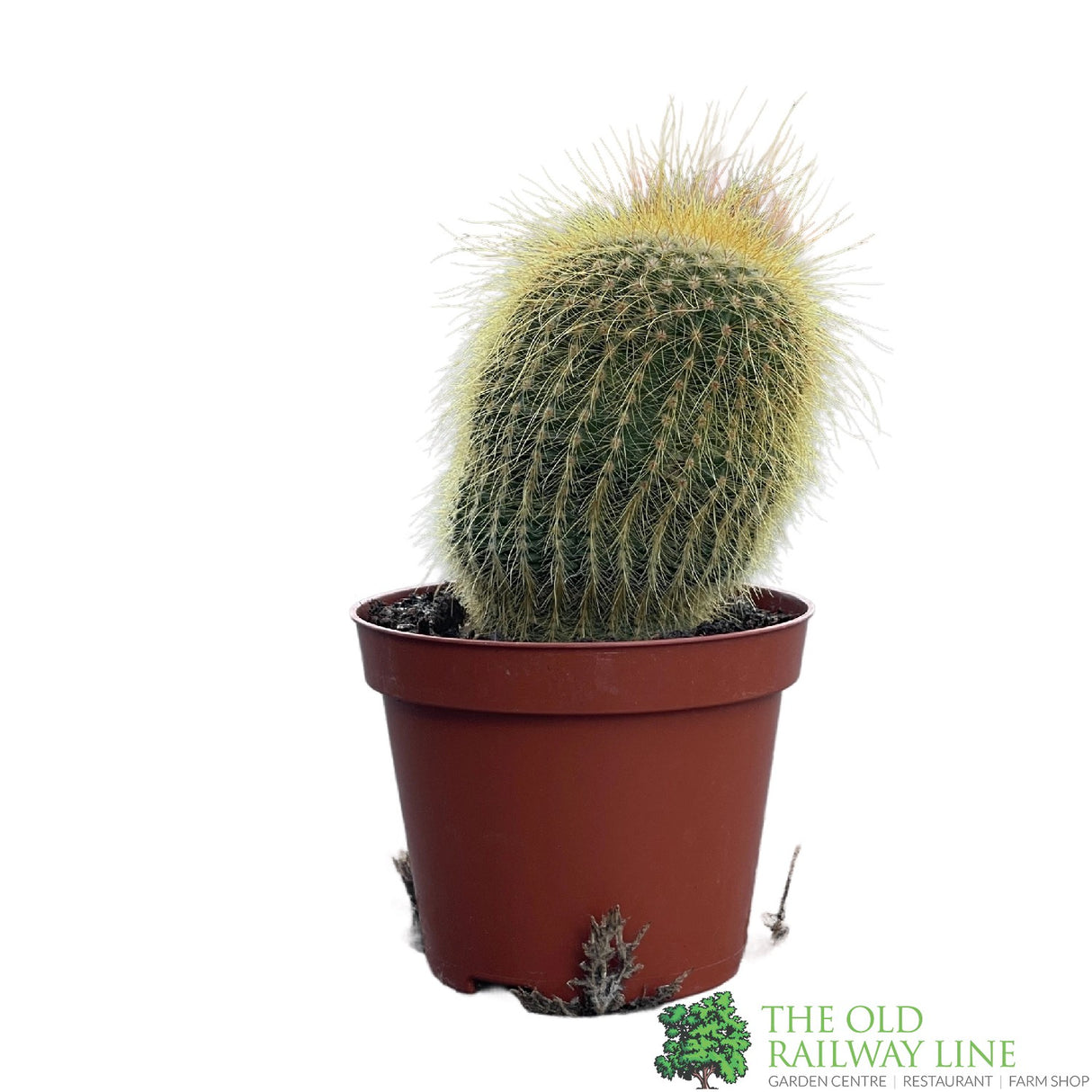 Cacti Bolcactus 8.5cm Pot
